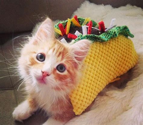 Taco Kitten Pictures, Photos, and Images for Facebook, Tumblr ...