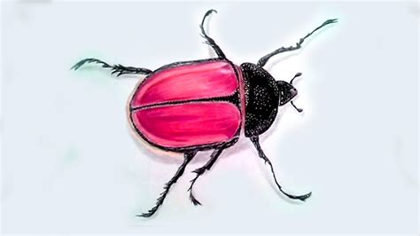 Realistic 3D Beetle Drawing Coloured pencil - YouTube