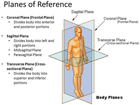 Importance of Anatomical body position, planes and terms of movement ...