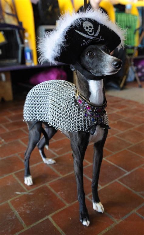 88 best Italian greyhound costume images on Pinterest | Greyhounds ...