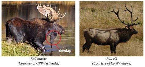 Moose vs. Elk