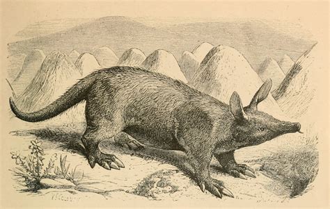 nemfrog - Aardvark. Natural history picture book. 1869.