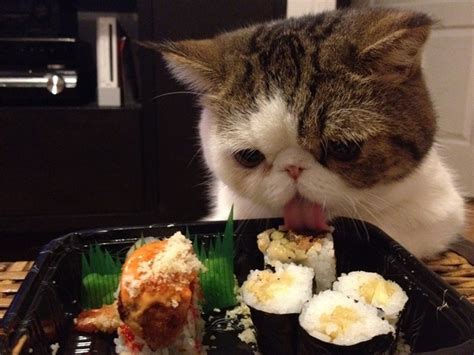 13 Cats Eating Sushi