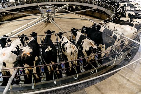 The Dairy Farm of Your Imagination Is Disappearing - Bloomberg