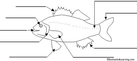 Label Fish Anatomy Printout - EnchantedLearning.com