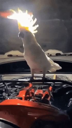 Dancing Bird Salmon-crested Cockatoo GIF | GIFDB.com