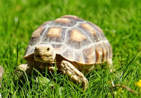 Sulcata Tortoise Care Guide: Everything You Need to Know