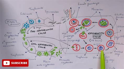 Plasmodium Vivax Life Cycle Animation