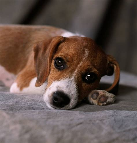 Beagle Terrier Mix Puppies Picture - Dog Breeders Guide