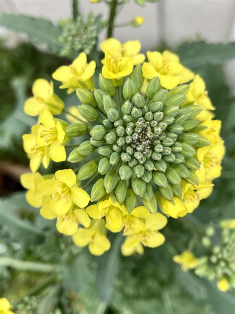 the top view of a yellow flower with green leaves and flowers in the ...