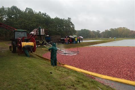 Visiting a Cranberry Bog - Thyme & Love