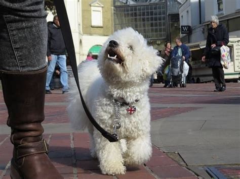 Methods to Train Bichon Frise - Strategies and Techniques for Easy ...