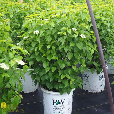 Viburnum dentatum Blue Muffin® Arrowwood Viburnum from Home Nursery