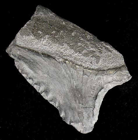 Bizarre Edestus Shark Tooth - Illinois (#18688) For Sale - FossilEra.com