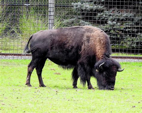 American Bison Grazing Photograph by Marge Sudol