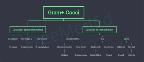 Gram+ Cocci flow chart | Microbiology study, Flow chart, Microbiology