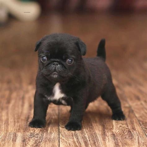 Cute Pug Puppy - #cutepugpuppies in 2020