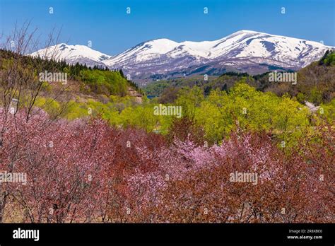 Oyama cherry blossoms and the Gassan mountain range Stock Photo - Alamy