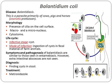 9 best images about Balantidium coli on Pinterest | Biology, The o'jays ...