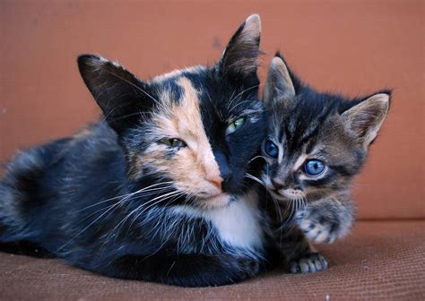 The Chimera Cat Info + 4 Famous Chimera Cats | Feline Living