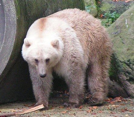 Grizzly–polar bear hybrid - Wikiwand