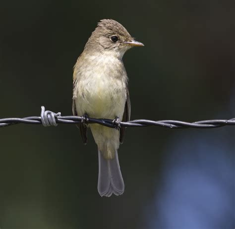 Willow Flycatcher | San Diego Bird Spot