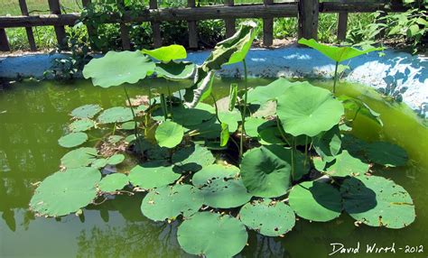 How to Grow a Lotus Plant