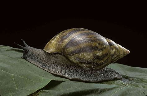 10 Spectacular Snail Species