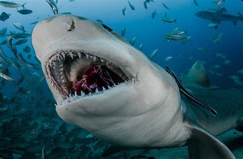 Lemon sharks hand-fed by diving tourists off Florida coast by John Chapa