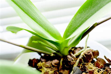 How to Prune an Orchid - Step by Step Guide | Brilliant Orchids Pruning ...