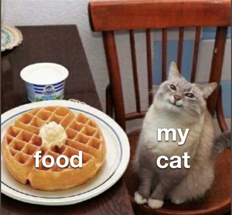 My cat like food : r/memes