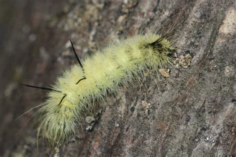 Fuzzy Caterpillar Poisonous