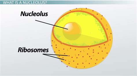 What is a Nucleolus? - Definition & Function - Video & Lesson ...