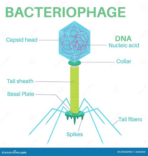 Structure of the Bacteriophage. it is a Virus. Stock Vector ...