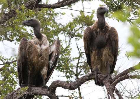 Definitive Guide To Cape Vulture Facts, Habitat, Conservation Status ...