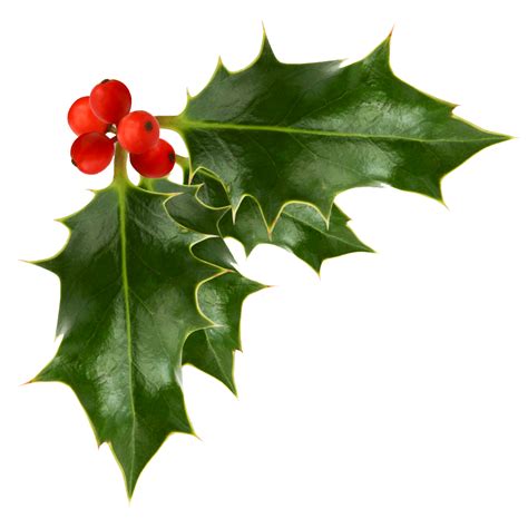 holly berry png 10 free Cliparts | Download images on Clipground 2024