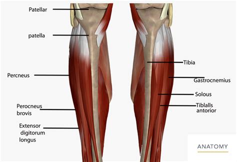 leg anatomy calf – lower leg anatomy diagram – Six0wllts