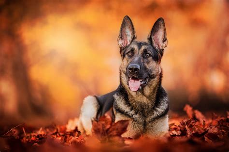 Download Depth Of Field Fall Dog Animal German Shepherd HD Wallpaper