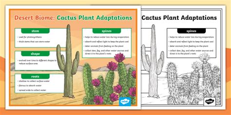 Adaptation Of Plants And Animals