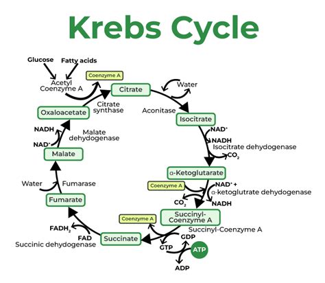 Krebs Cycle (Citric Acid Cycle) — Steps Diagram Expii, 52% OFF