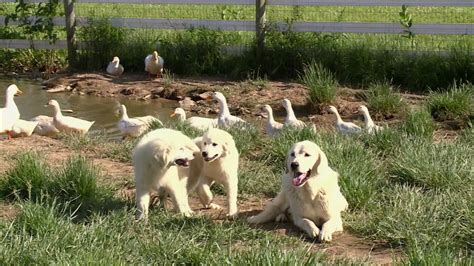 Farm Dogs Breeds | See More...