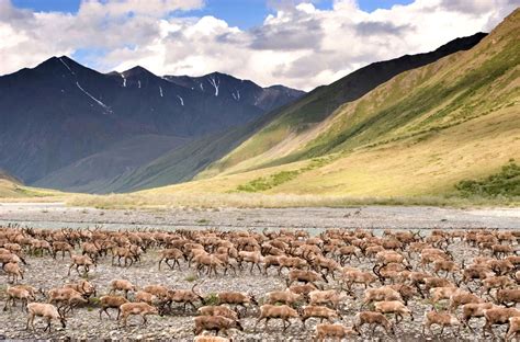 Arctic National Wildlife Refuge, Alaska | Travel Alaska