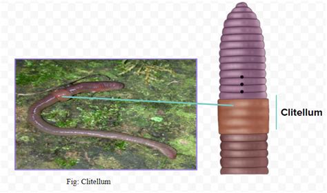 State the number of segments in earthworm which are covered by a ...