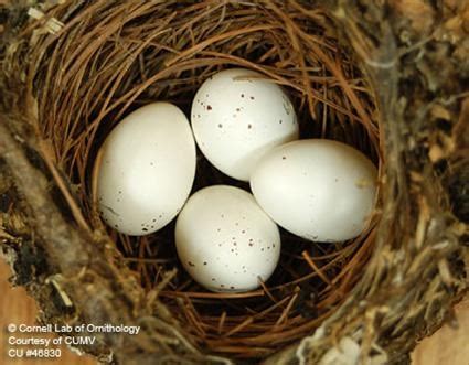 Blue-headed Vireo, Life History, All About Birds - Cornell Lab of ...