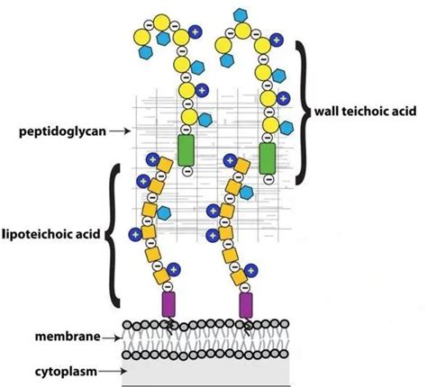 Teichoic Acid/Lipoteichoic acid: Characteristics and Medical Importance