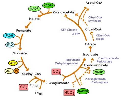 Reverse Krebs cycle - Wikipedia