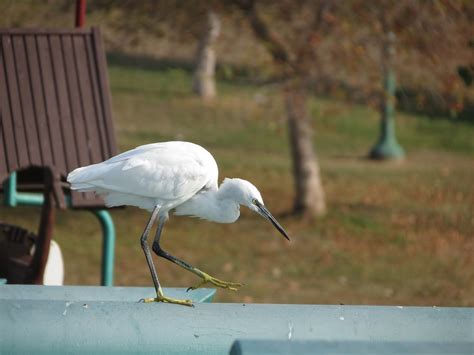 White Heron Bird - Free photo on Pixabay - Pixabay