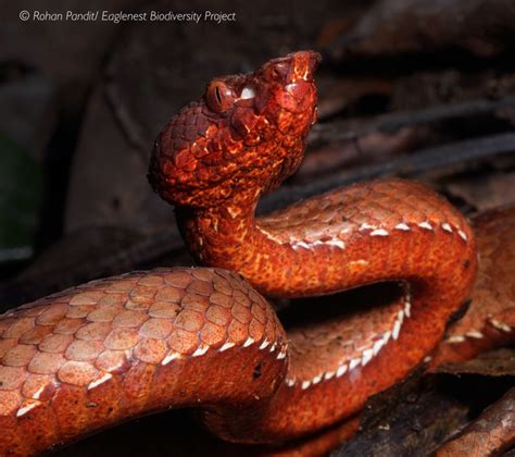 Meet the new species of venomous pit viper described from India