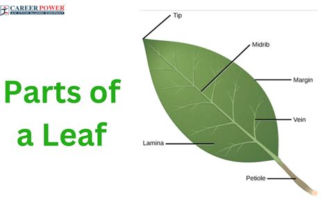 Parts of a Leaf Their Structure and Functions with Diagram