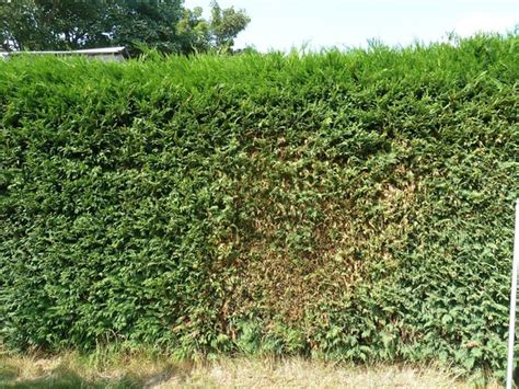 dryness - How should I do about dry patches in my Leylandii hedge ...